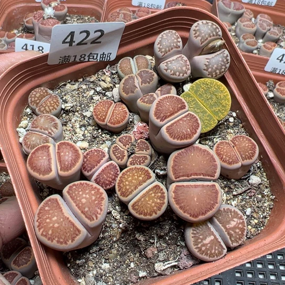 【闪购商品】 422。