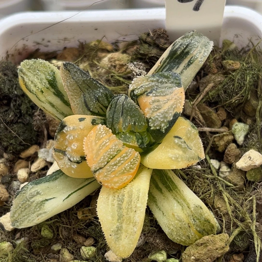 67雪之礼锦（根一般介意勿拍）福利专场