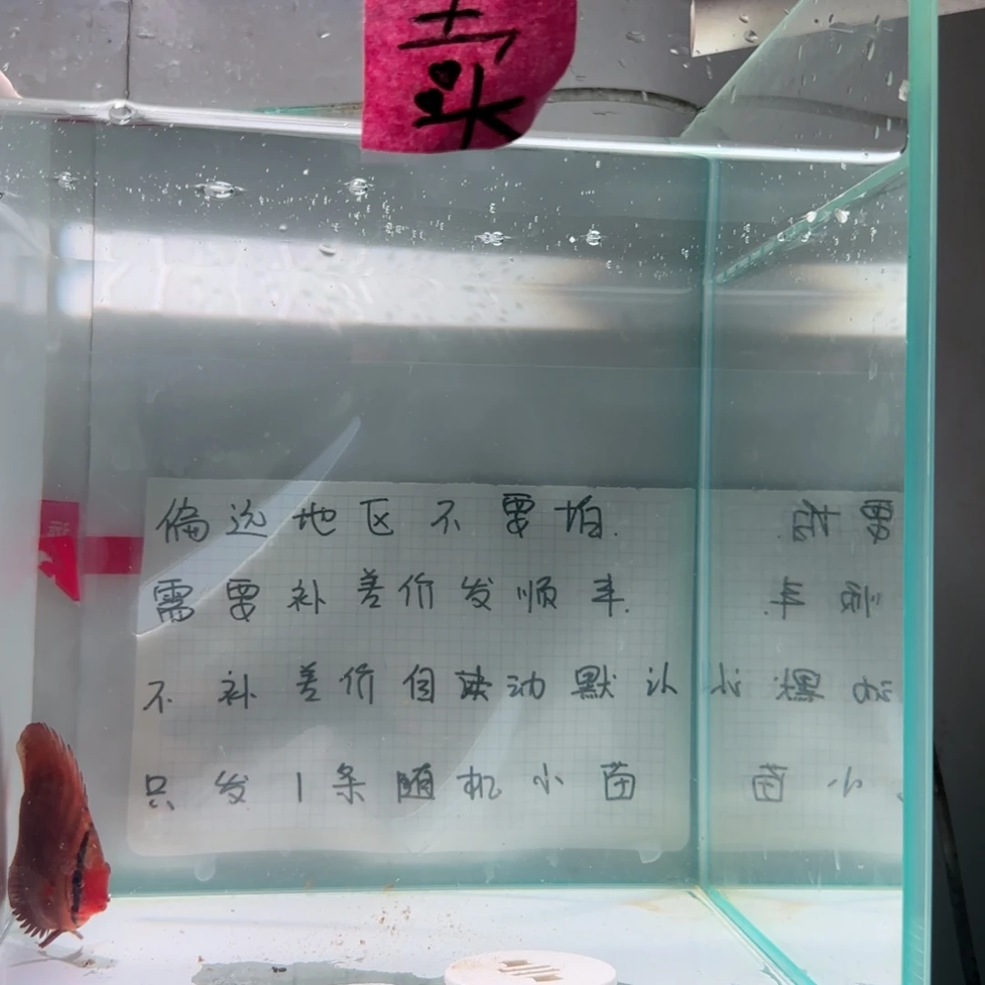 七彩神仙鱼肉身6左右，偏远地区不拍