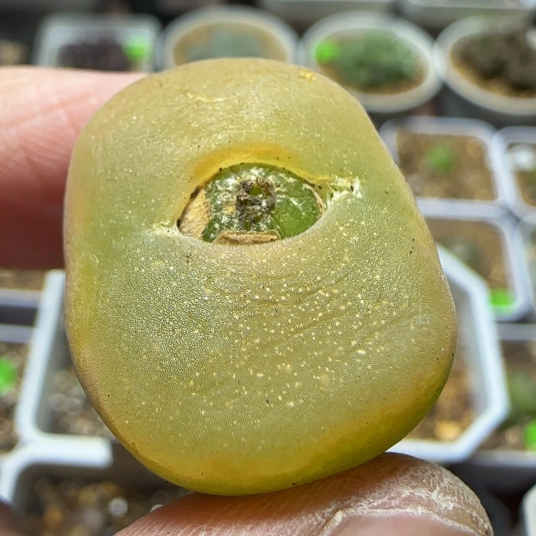 平窗漂亮多肉植物467