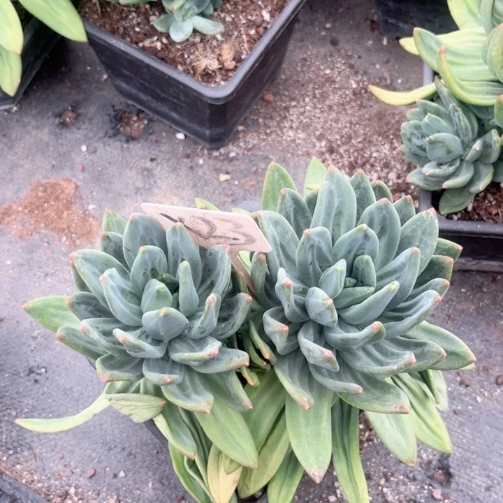 晨语多肉一1物一拍x23