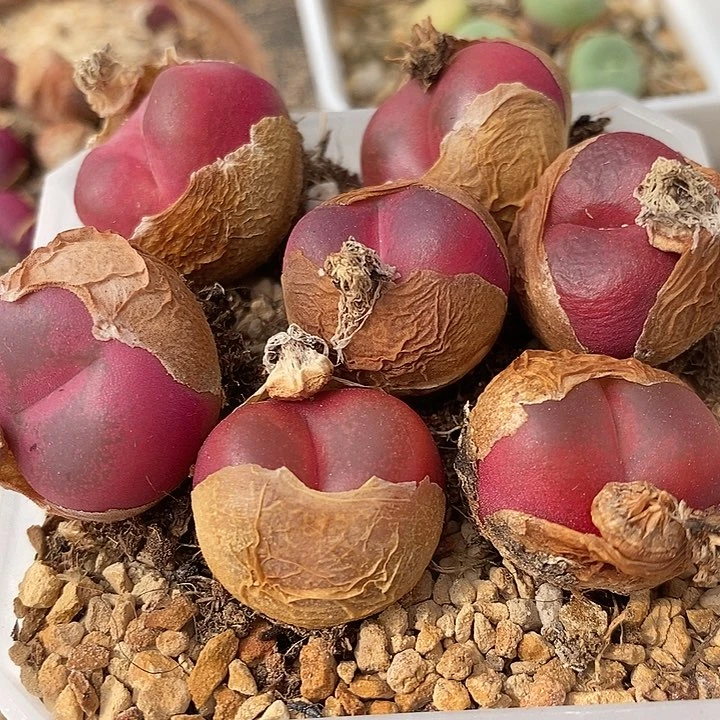 母本红宝石一颗一颗