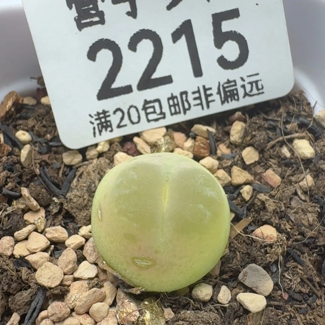 带盆土有瑕疵。