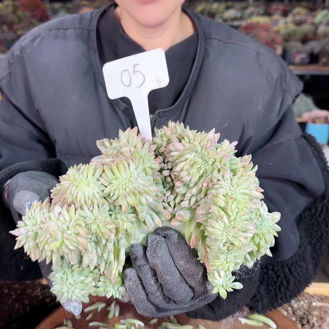 喧05号哈里沃森石化缀128   肉