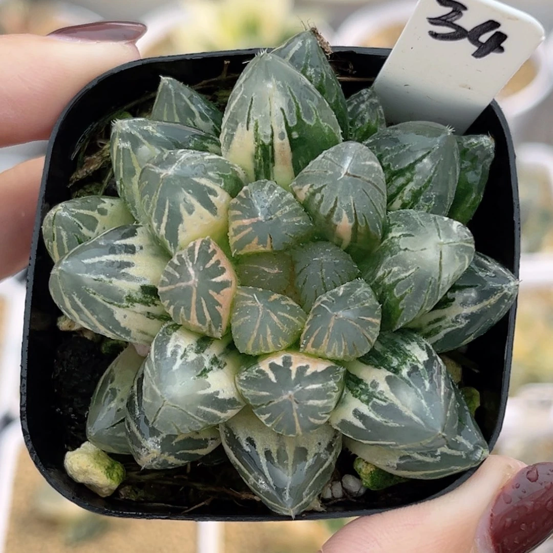34灯芯龙爪玉露锦糊斑趋势福利专场
