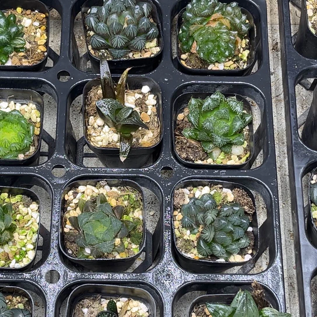 42 脱土包邮8颗福利