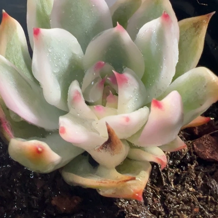 吉娃娃锦多肉植物556