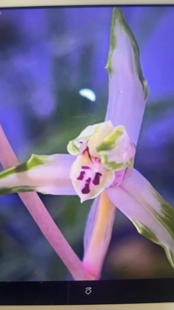 玉面-莲瓣兰艺草-硬化10个月-连体2苗-人工养殖