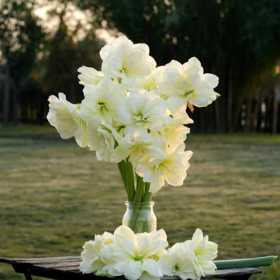 新人必入[3颗]朱顶红自然球包对版送肥料