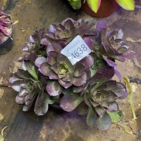 魅金玫瑰多肉植物4638