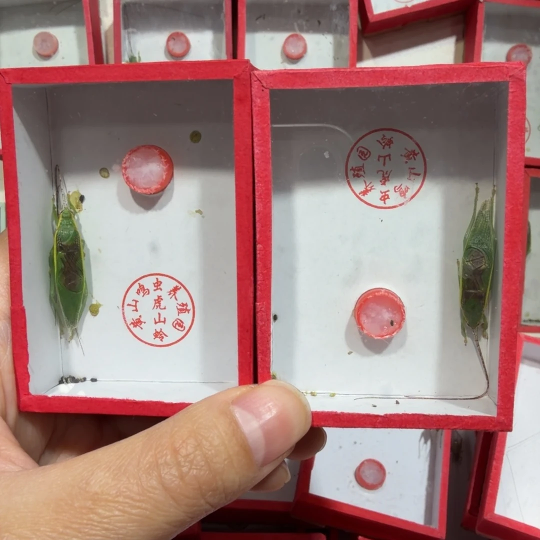 蟋蟀金钟二条包邮