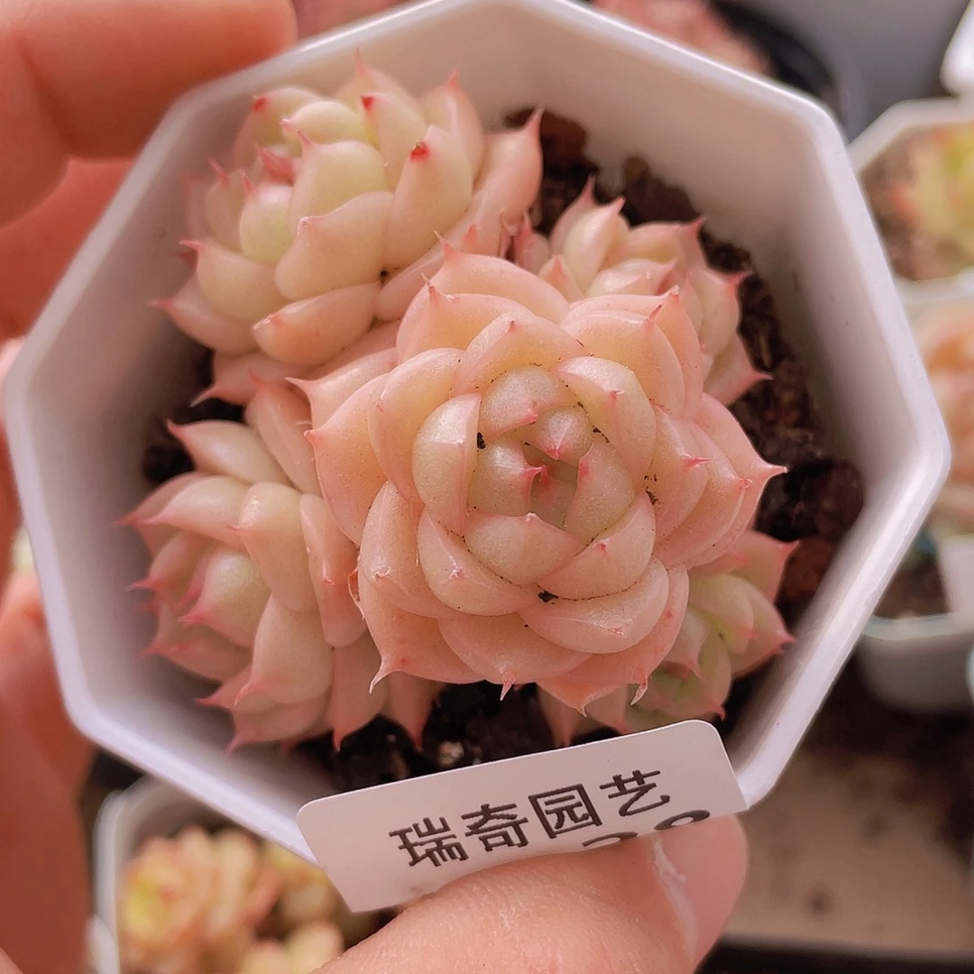 0000000000000028量拍