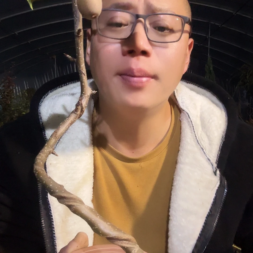 当前无花朵，栽培后可花朵