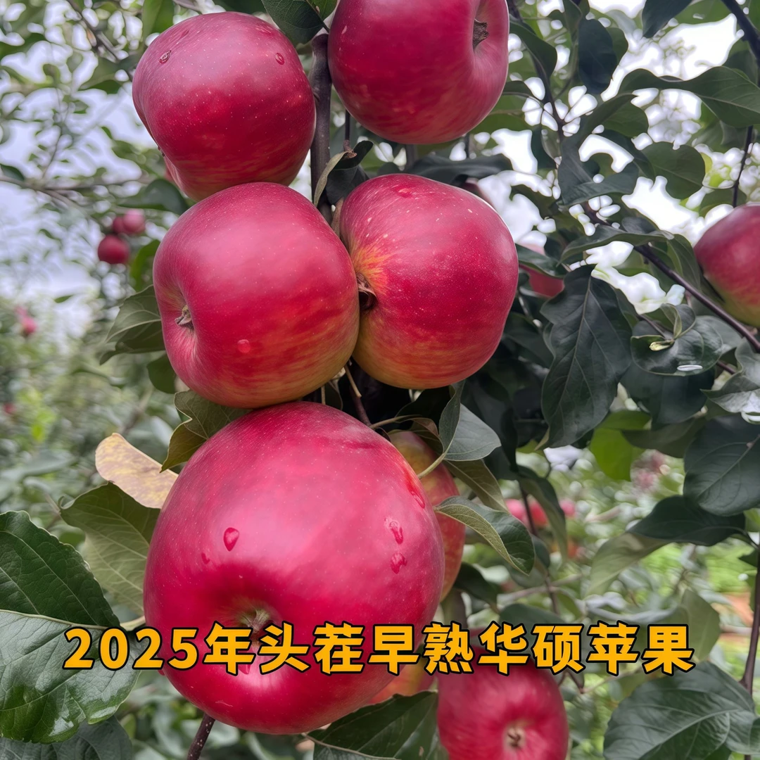 云南高山丑苹果新鲜现摘脆爽酸甜多汁水果