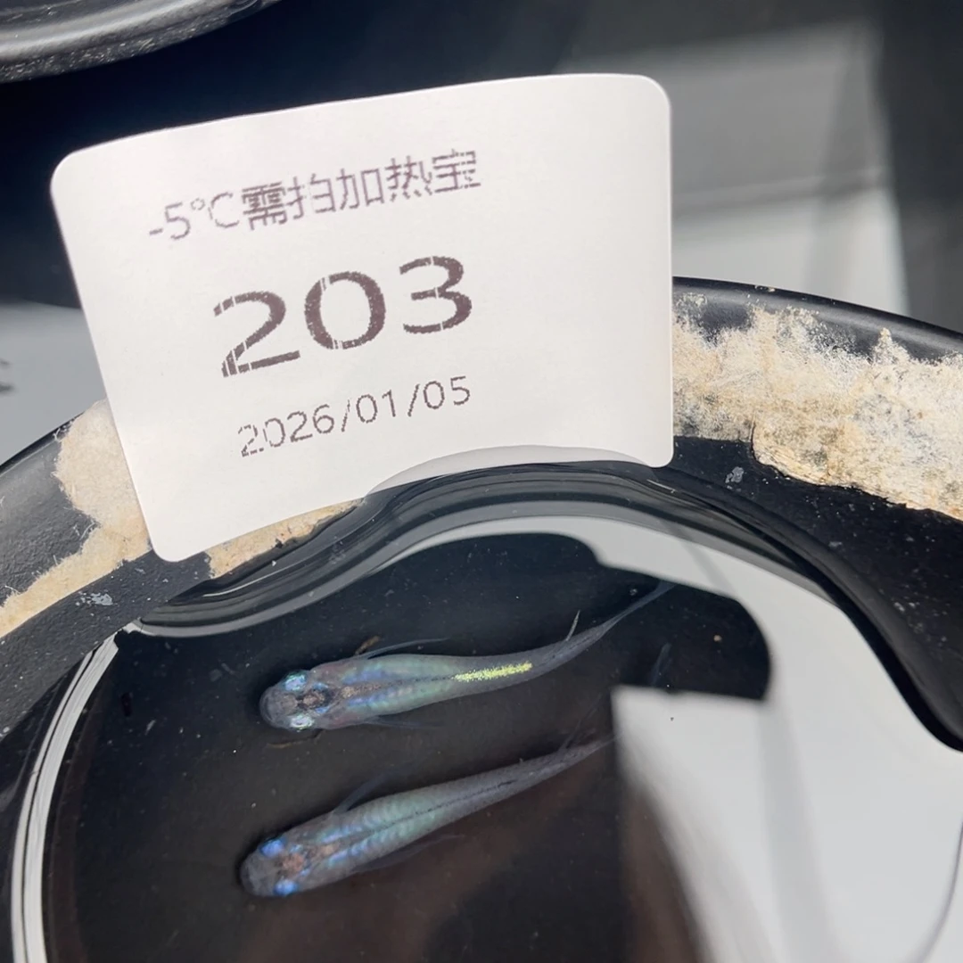 青鳉鱼203松井水滴一对