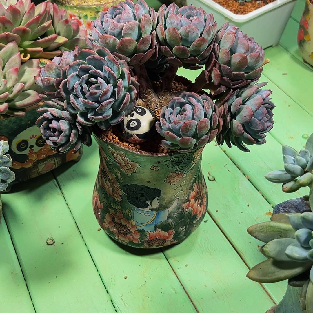 静粉蓝鸟缀换全明星缀补差价