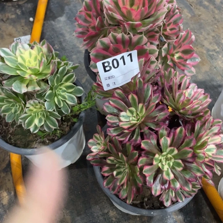 011三颗111111多肉