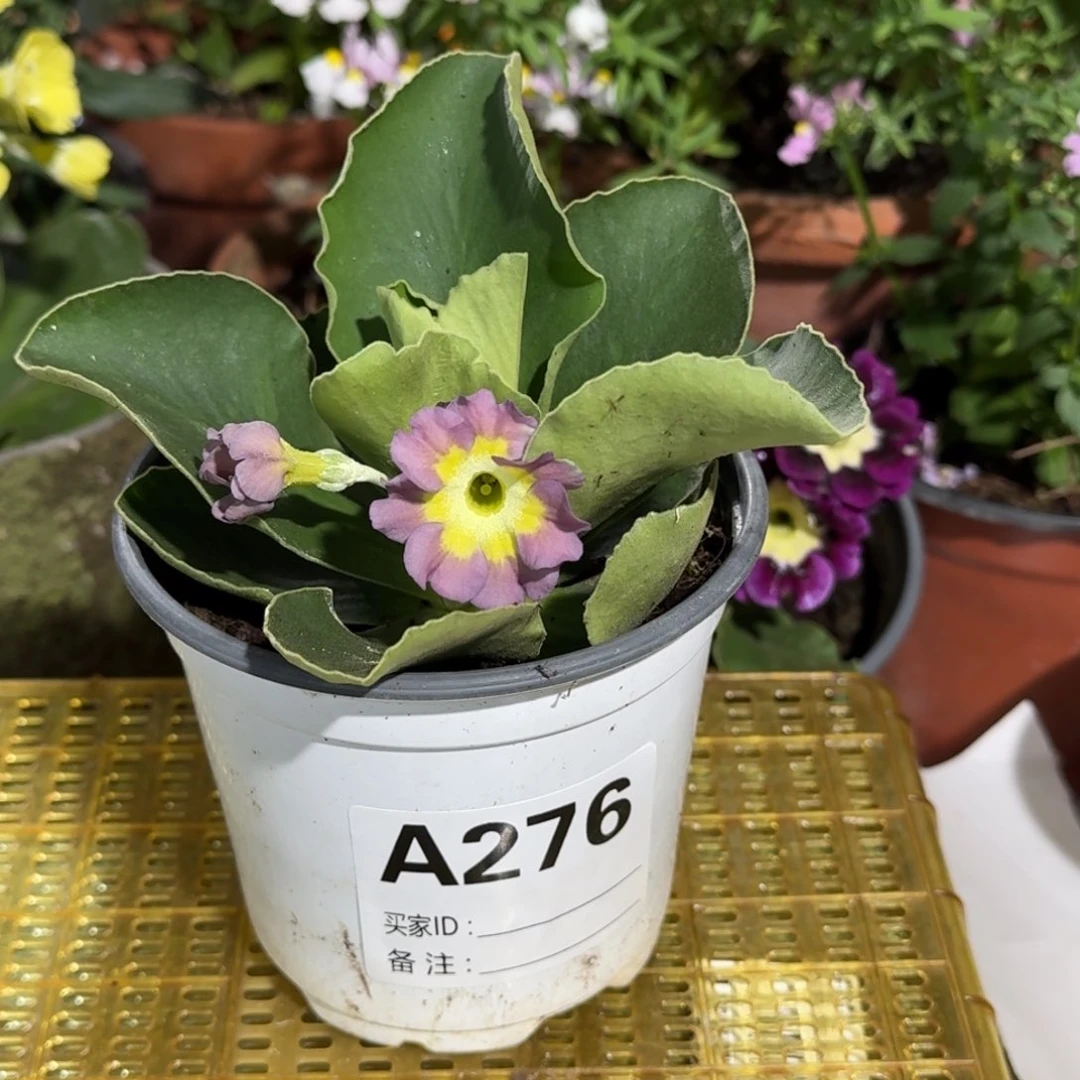 一物一拍耳叶报春A276