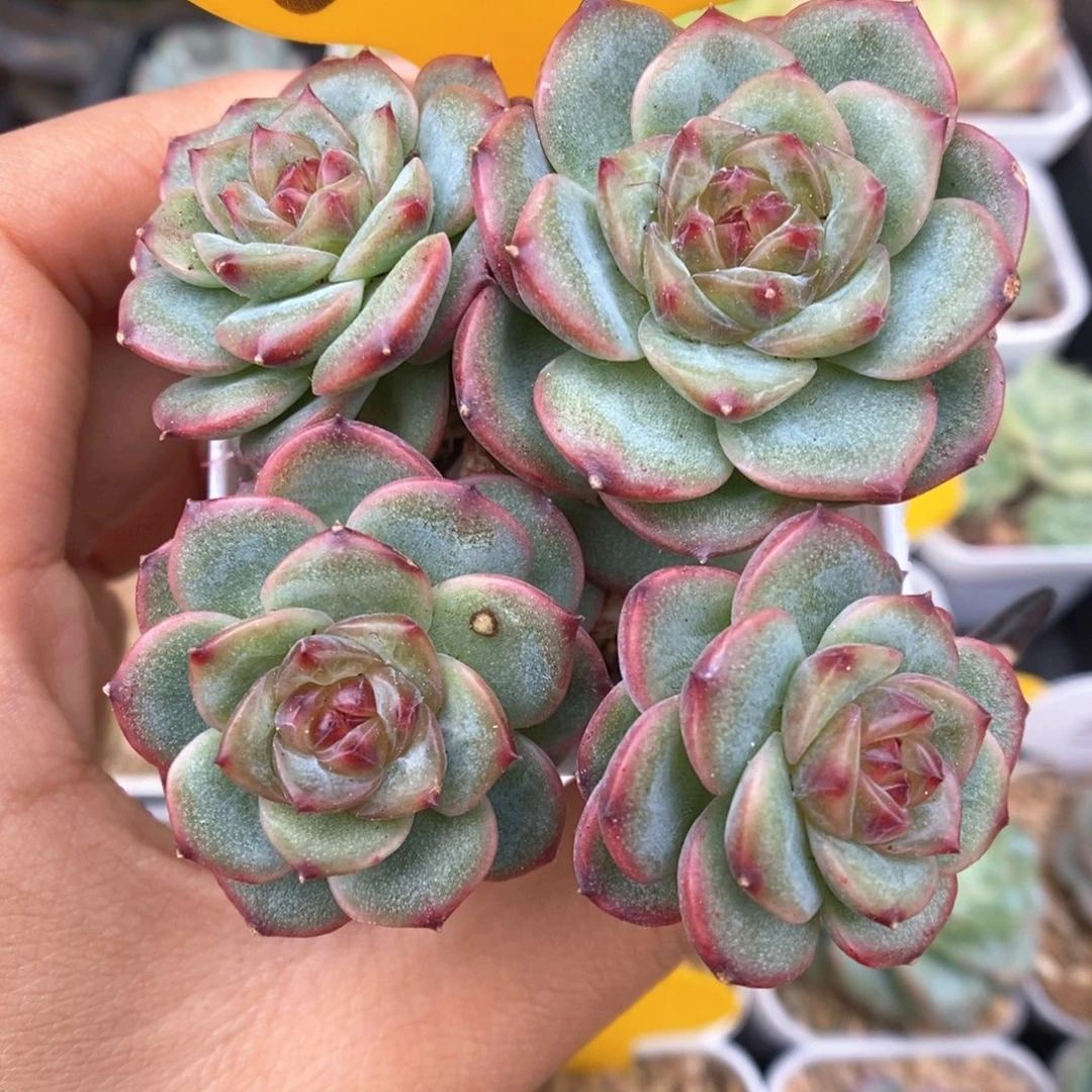 沅芷珍妮群生654号