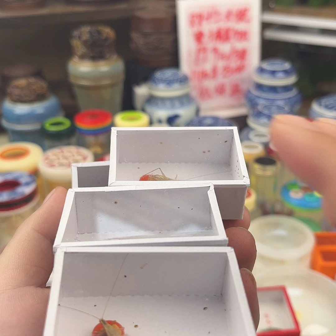 六条断须柬埔寨竹蛉➕一条断爪