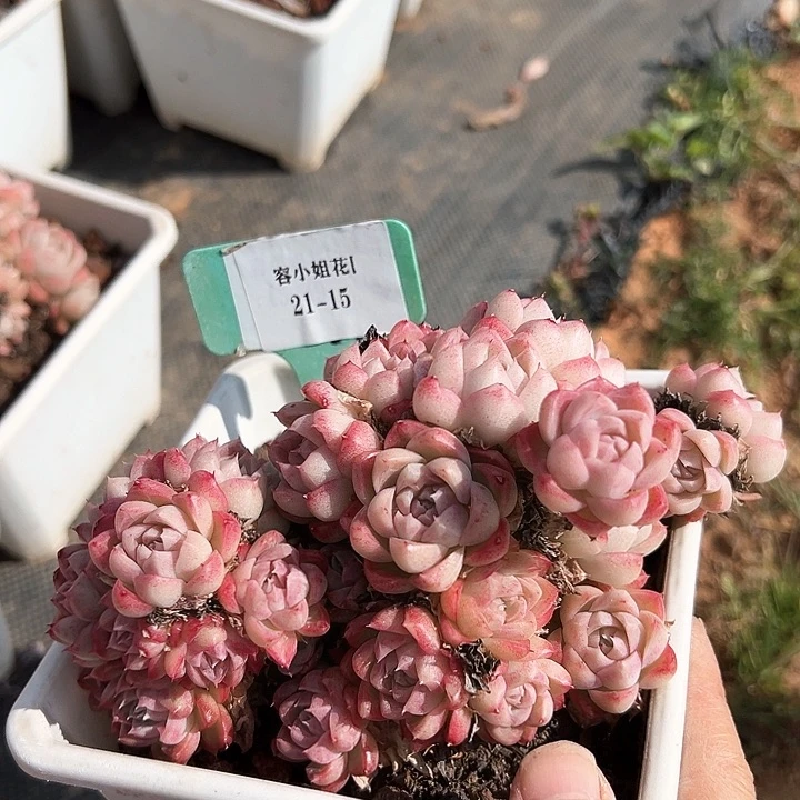 21.15麦杆一个脱土