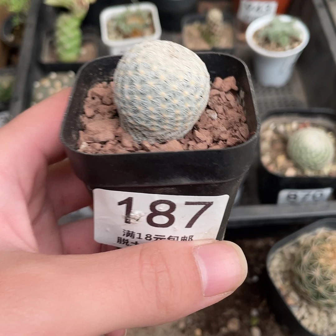 187白岳丸（满18包邮）