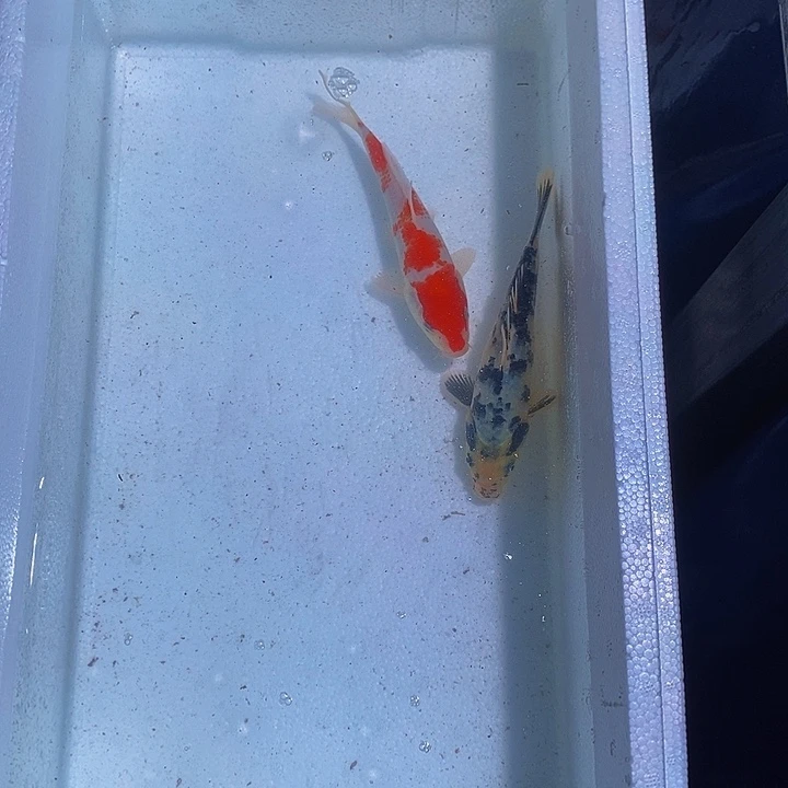 锦鲤锦鲤活鱼开箱包活