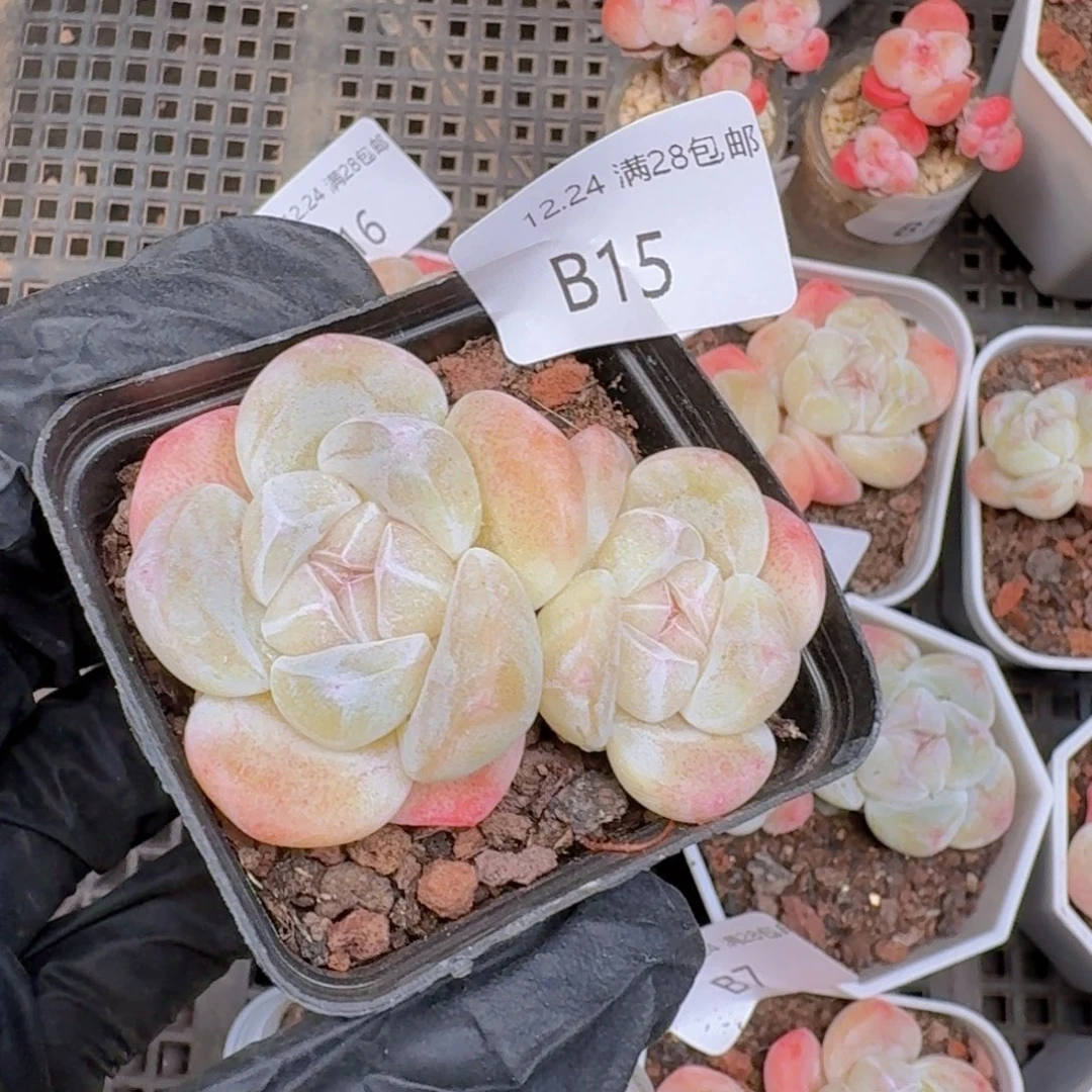 双头杆子冰玉一颗带盆