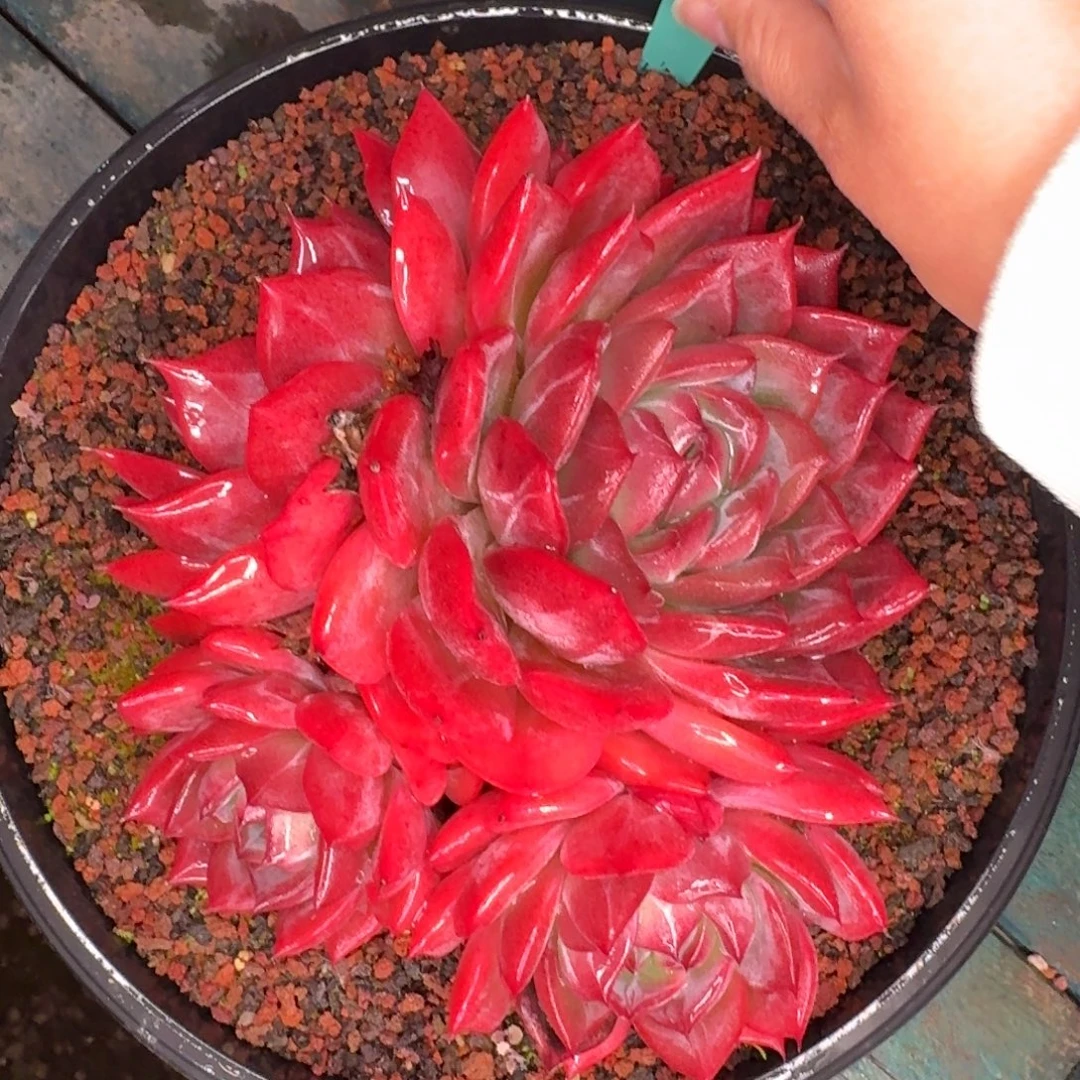 从前慢多肉精选编号1116-244