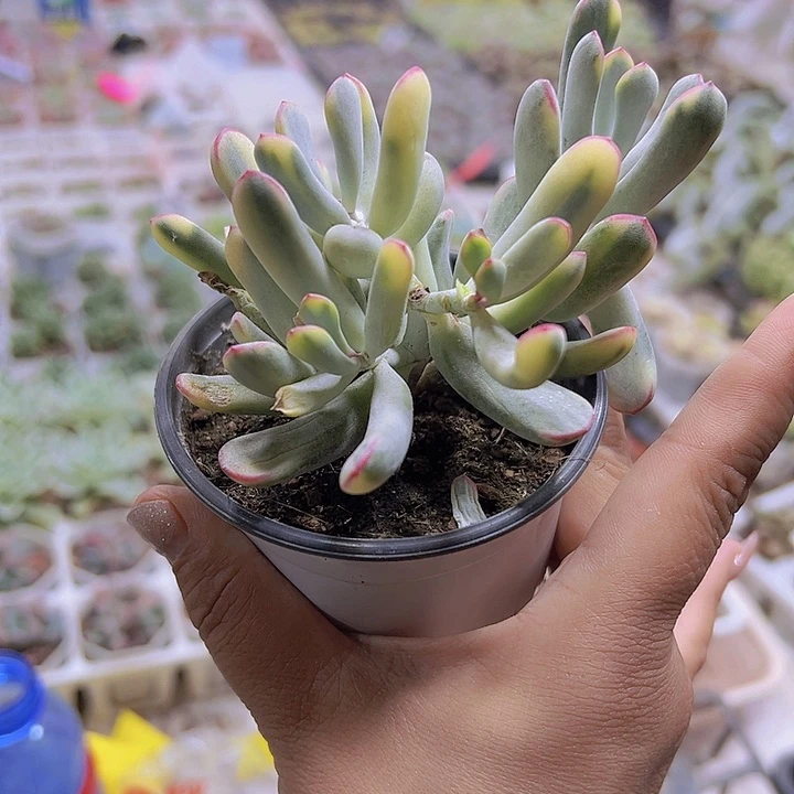 大棒叶姑娘锦19包邮多肉植物