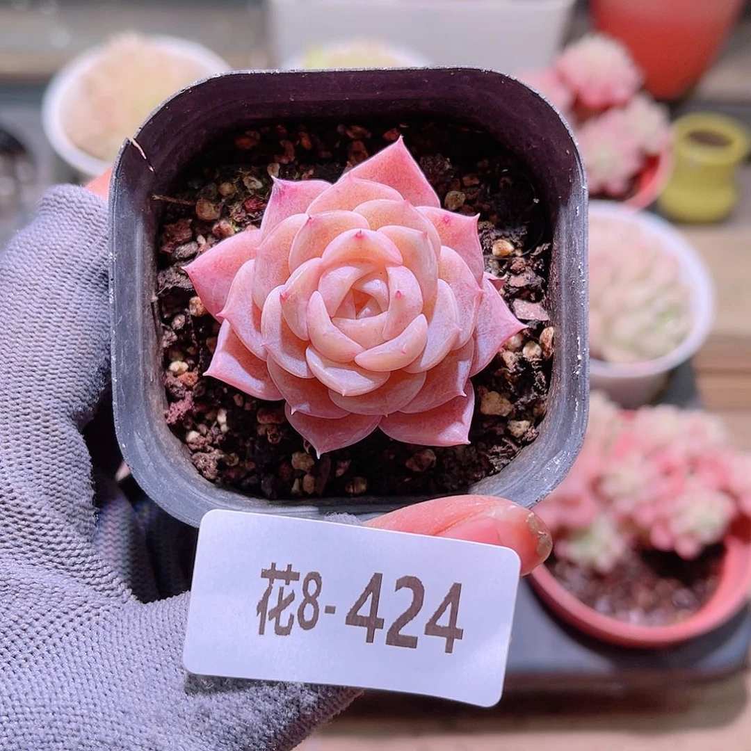 花08-424纯爱单头