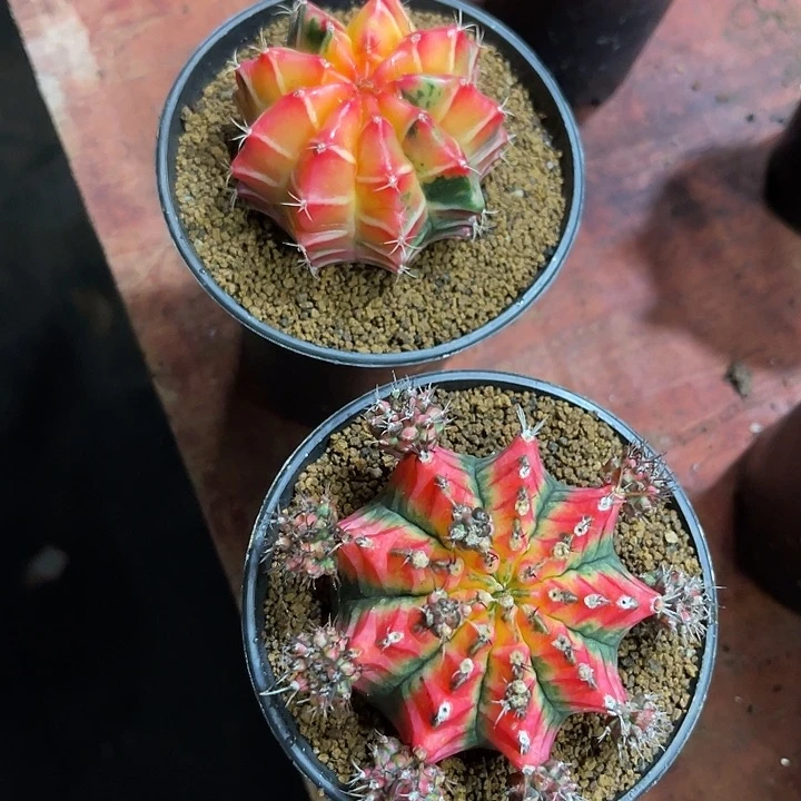 乖*猫仙人球好好看好漂亮90