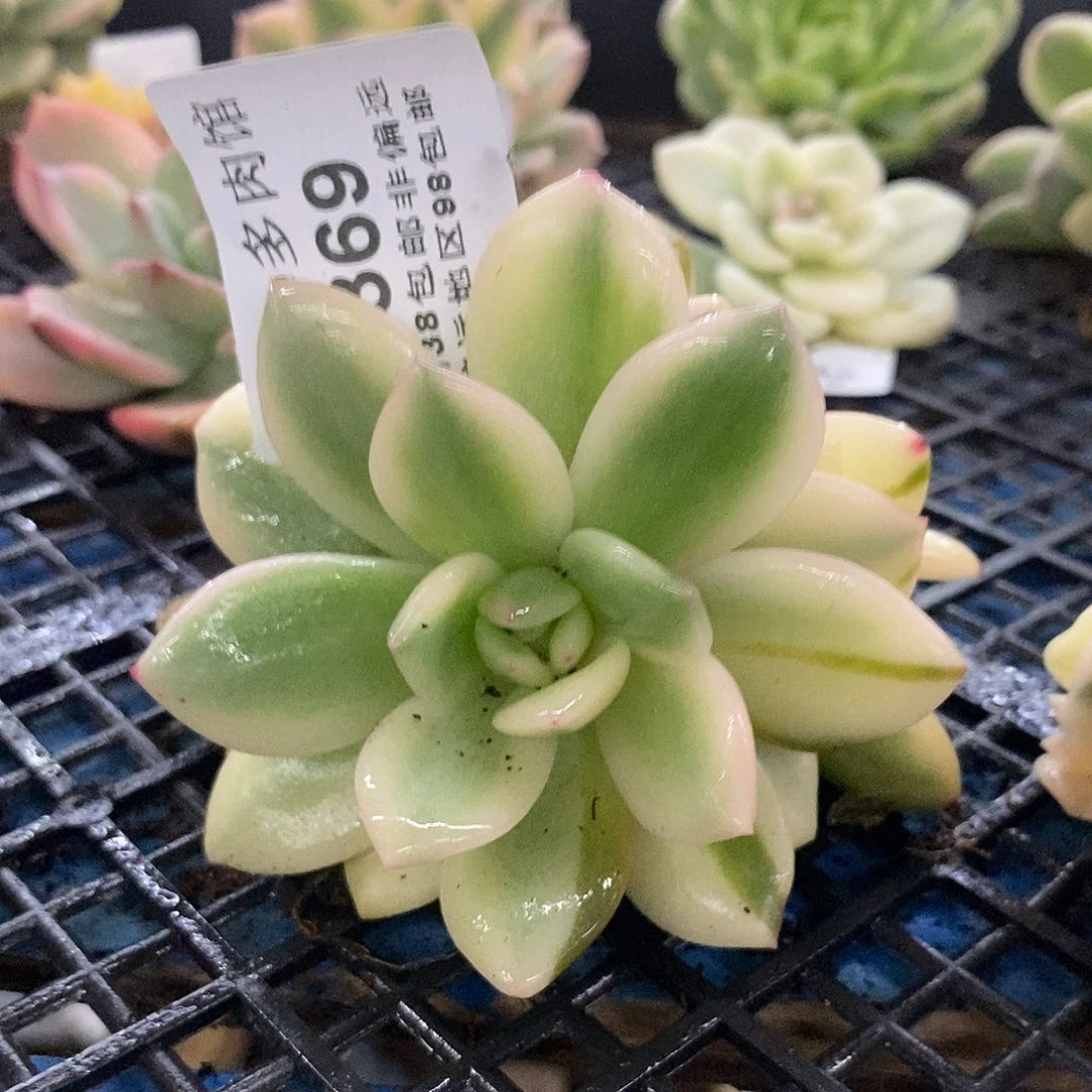 369梦露锦底座炸多肉植物哇啦塞