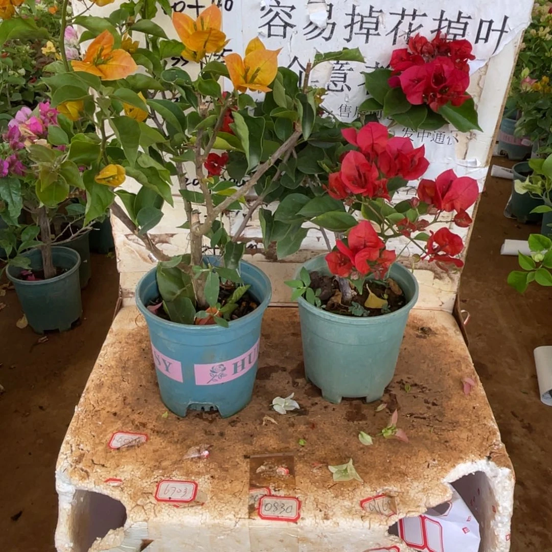 S***潇当前无花栽培后可以开花1-3955