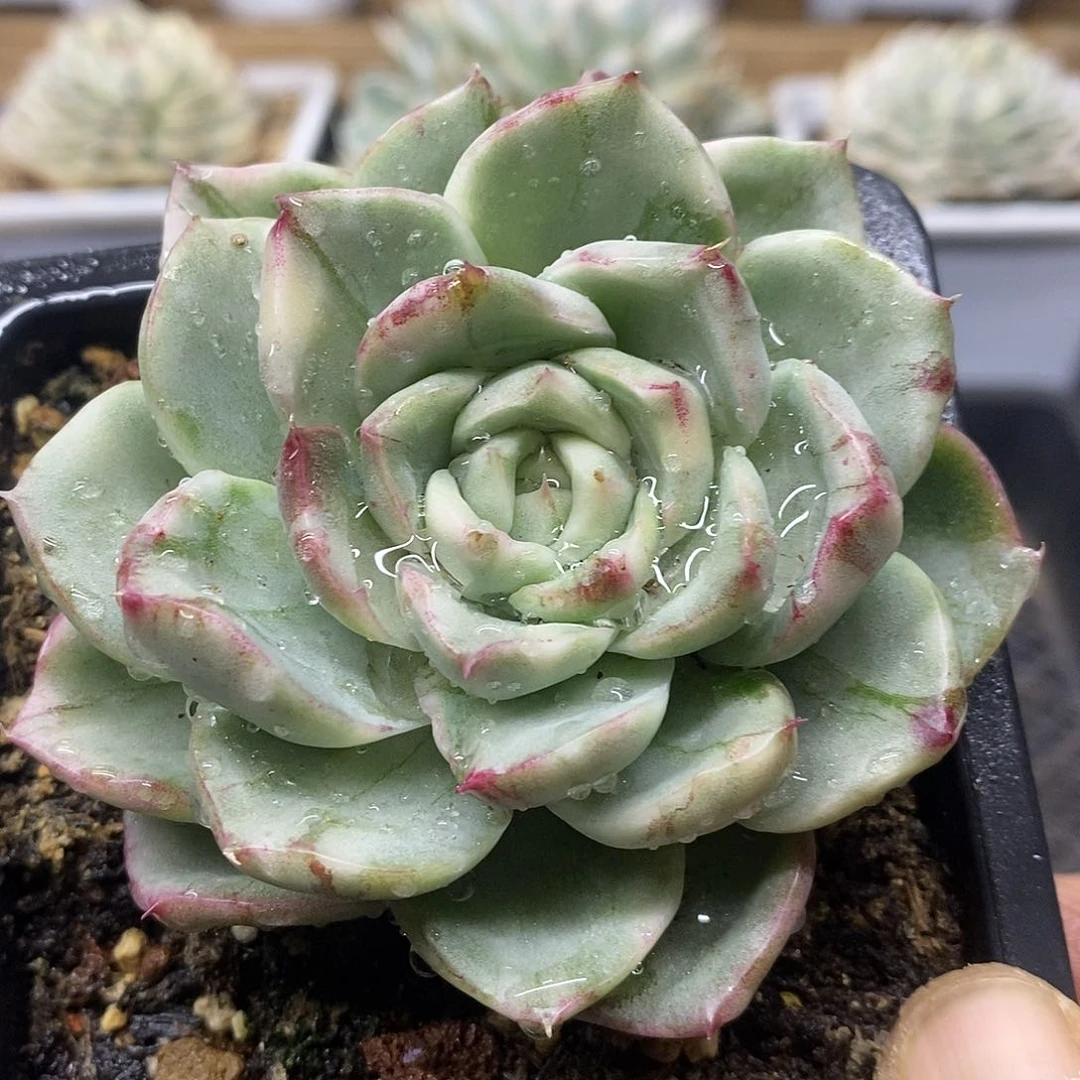 27135 黑水晶系大理石纹锦 需延时发货