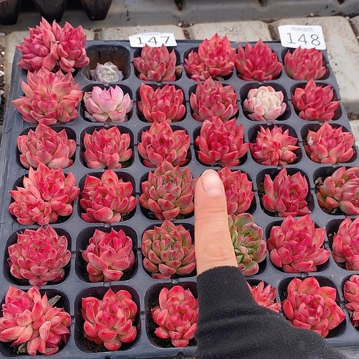 147-148 多肉植物盆栽花卉植物