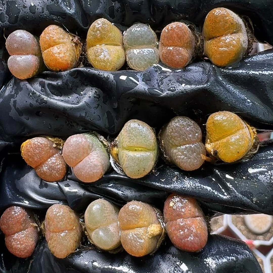 生石花111111。  292
