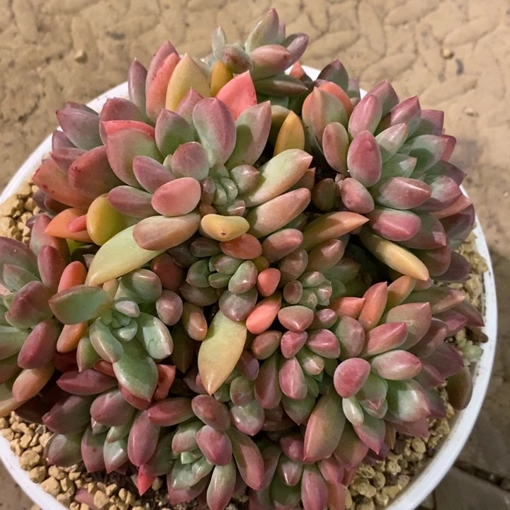 星***心888888888888888588