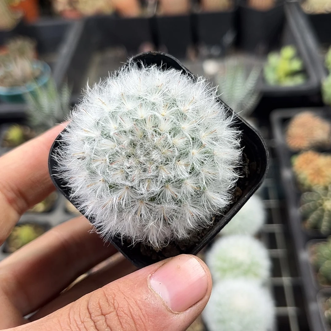 白云高沙单头发货单头