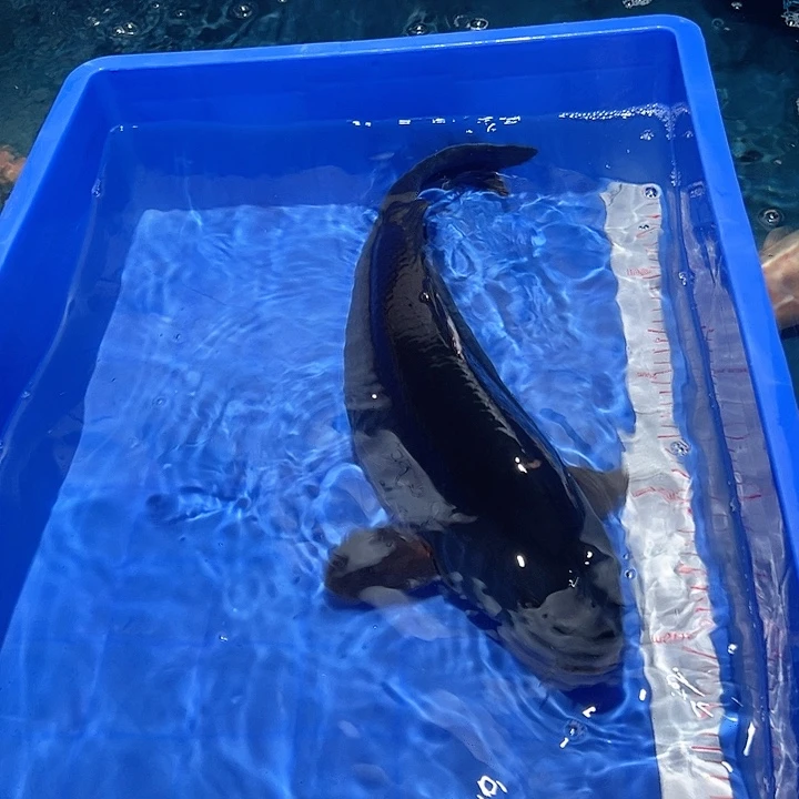 逆***翔海水鱼漂亮的锦鲤一尾