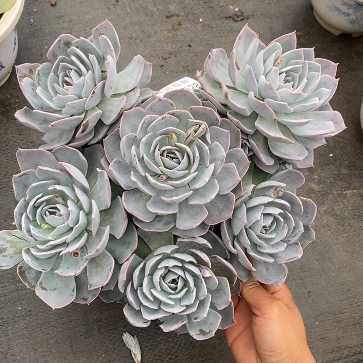 夏悦多肉0524-28蓝石莲