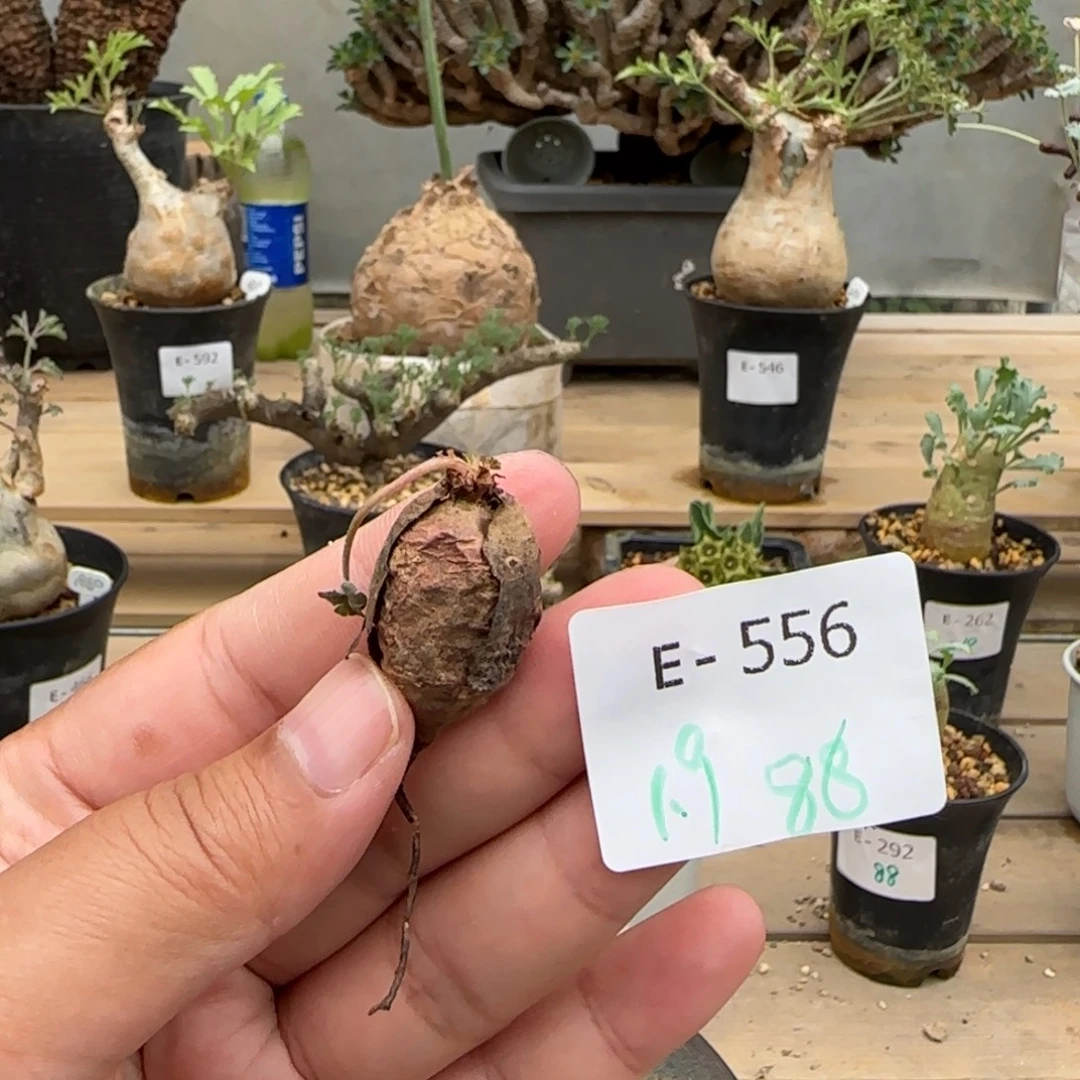 556肾叶洋葵块根植物