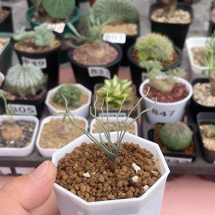 876方便面弹簧草块根