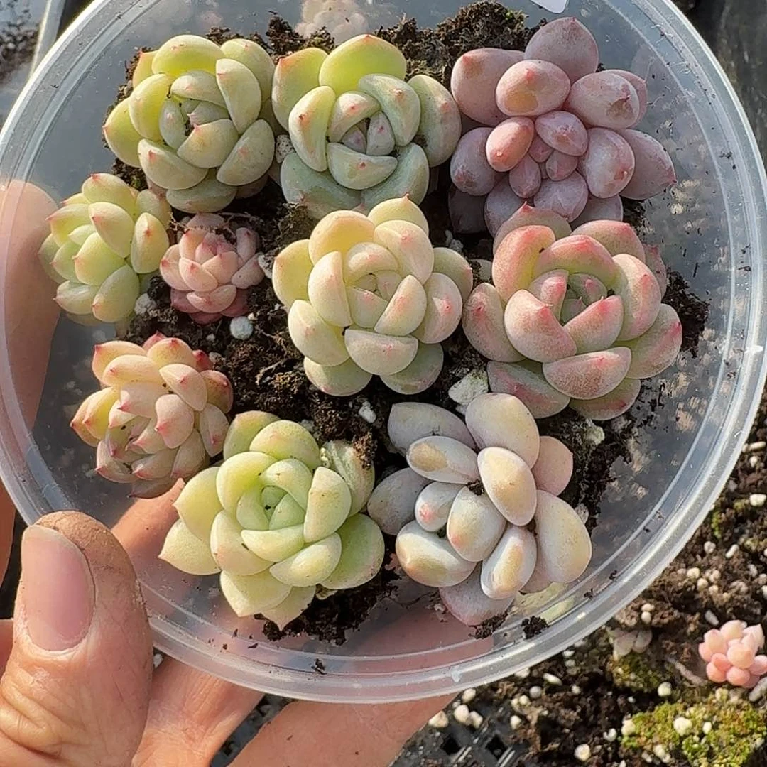 杂交新品珍妮多肉625