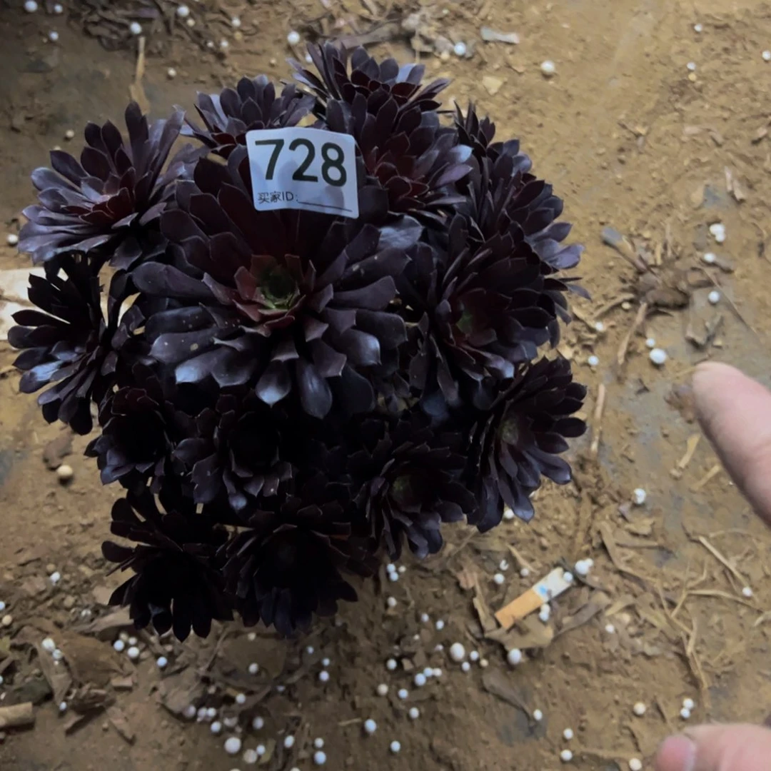 728黑铜壶法师多肉