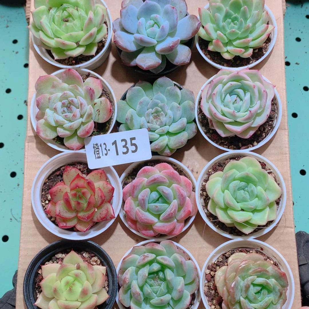 13-135一物一拍多肉带盆18颗
