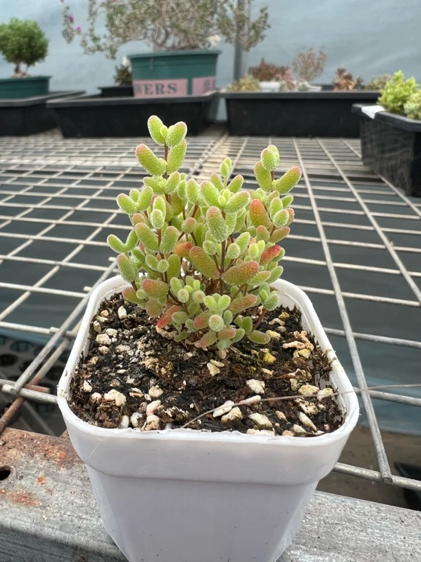 支杆番杏多肉植物