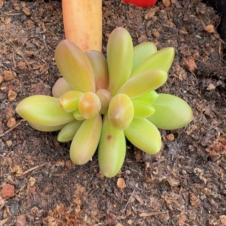 薯条445多肉植物