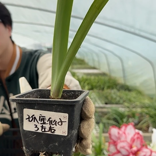 孤宝仙子2.5-3厘米包对版