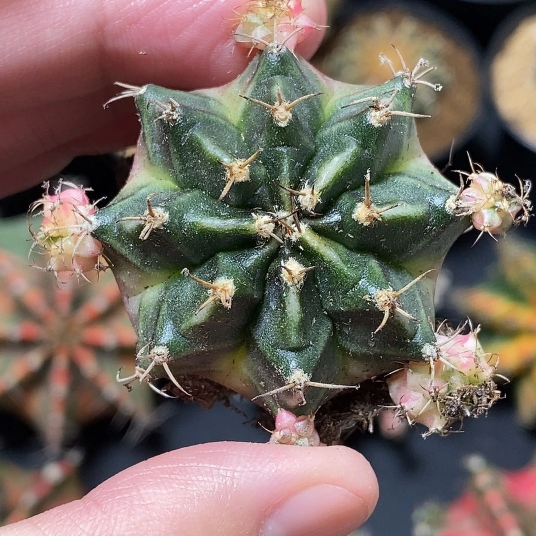 米哈仙人球泡泡糖侧芽010